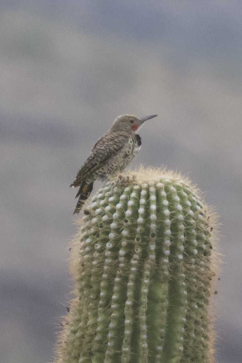 Gilded Flicker - ML632531801