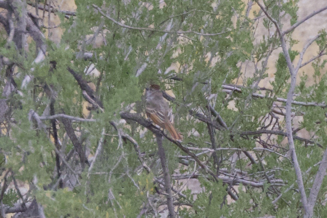 Ash-throated Flycatcher - ML632531810