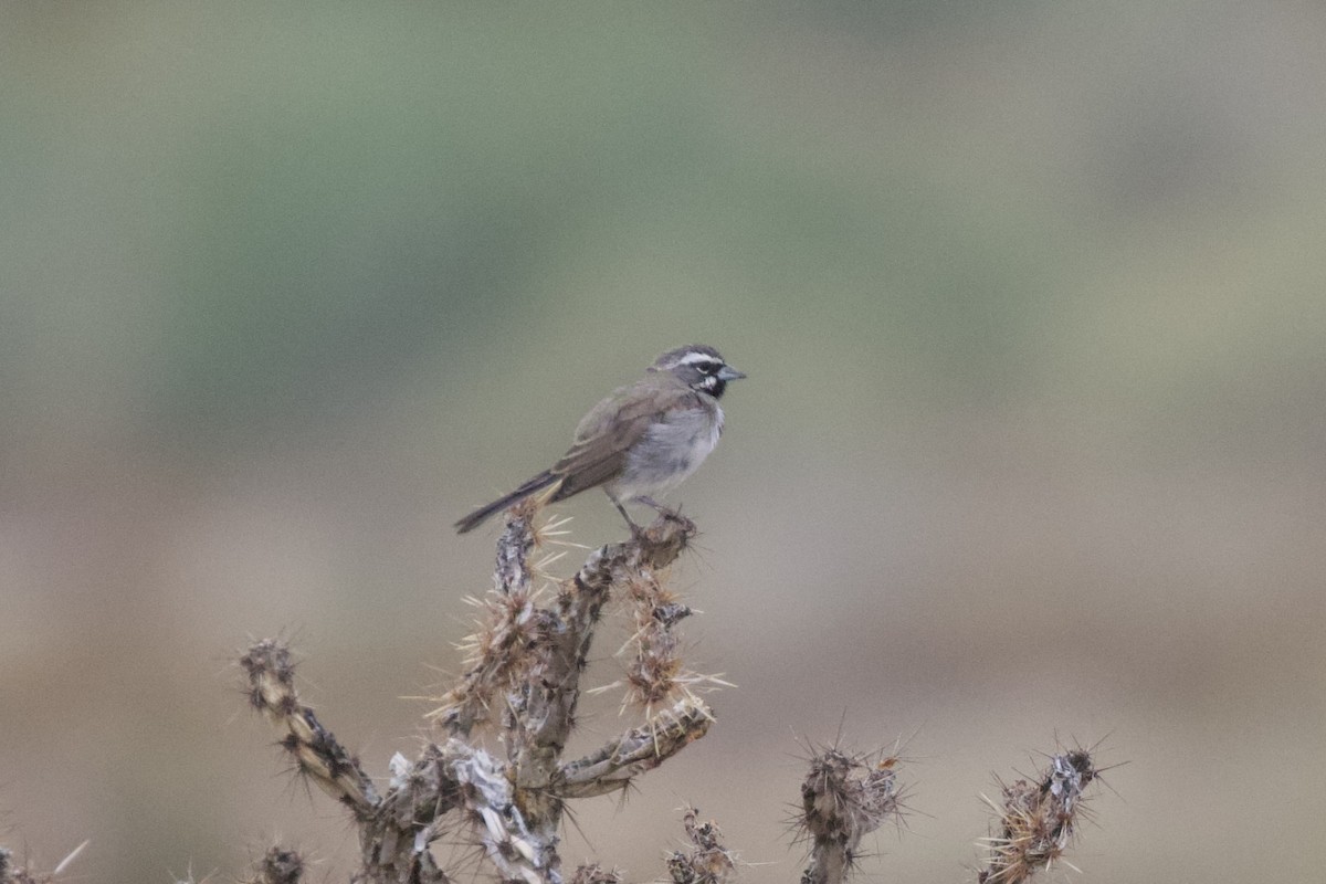 Black-throated Sparrow - ML632531819
