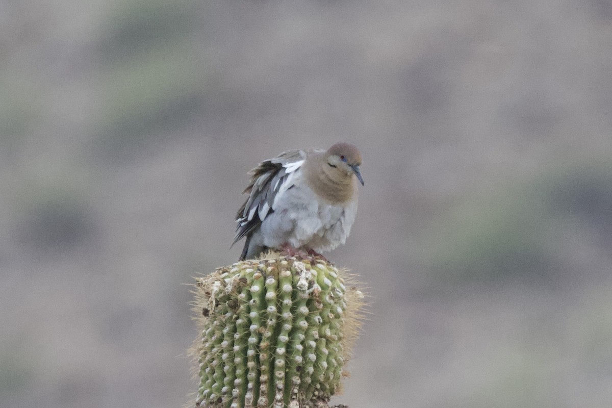White-winged Dove - ML632531822