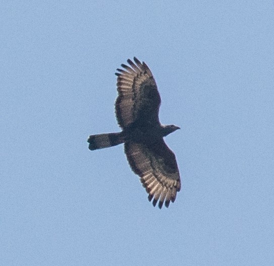 Oriental Honey-buzzard - ML632531882