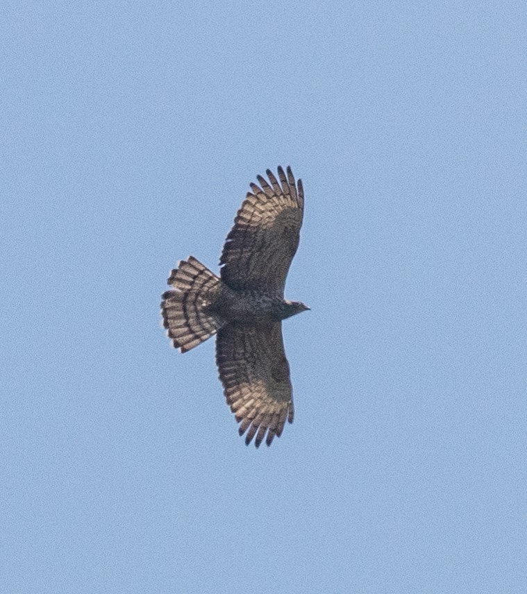 Oriental Honey-buzzard - ML632531883