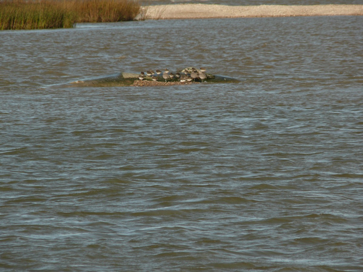 willetsnipe - ML632531987