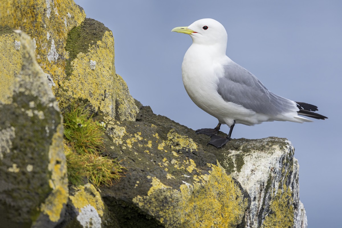 三趾鷗 - ML632532231