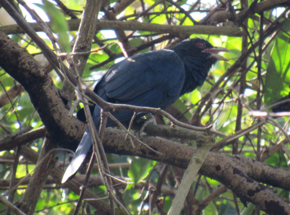 Asian Koel - ML632532413