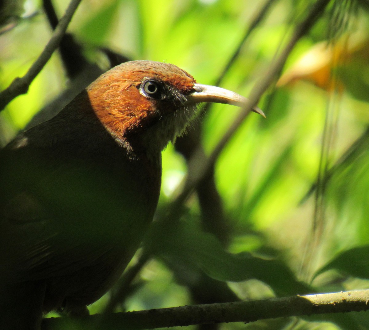 Rusty-cheeked Scimitar-Babbler - ML632532485