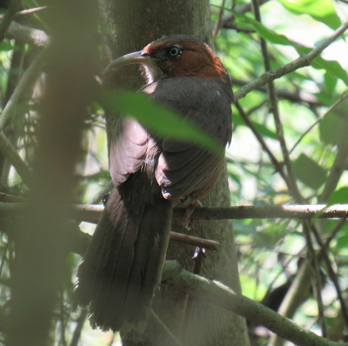 Rusty-cheeked Scimitar-Babbler - ML632532486