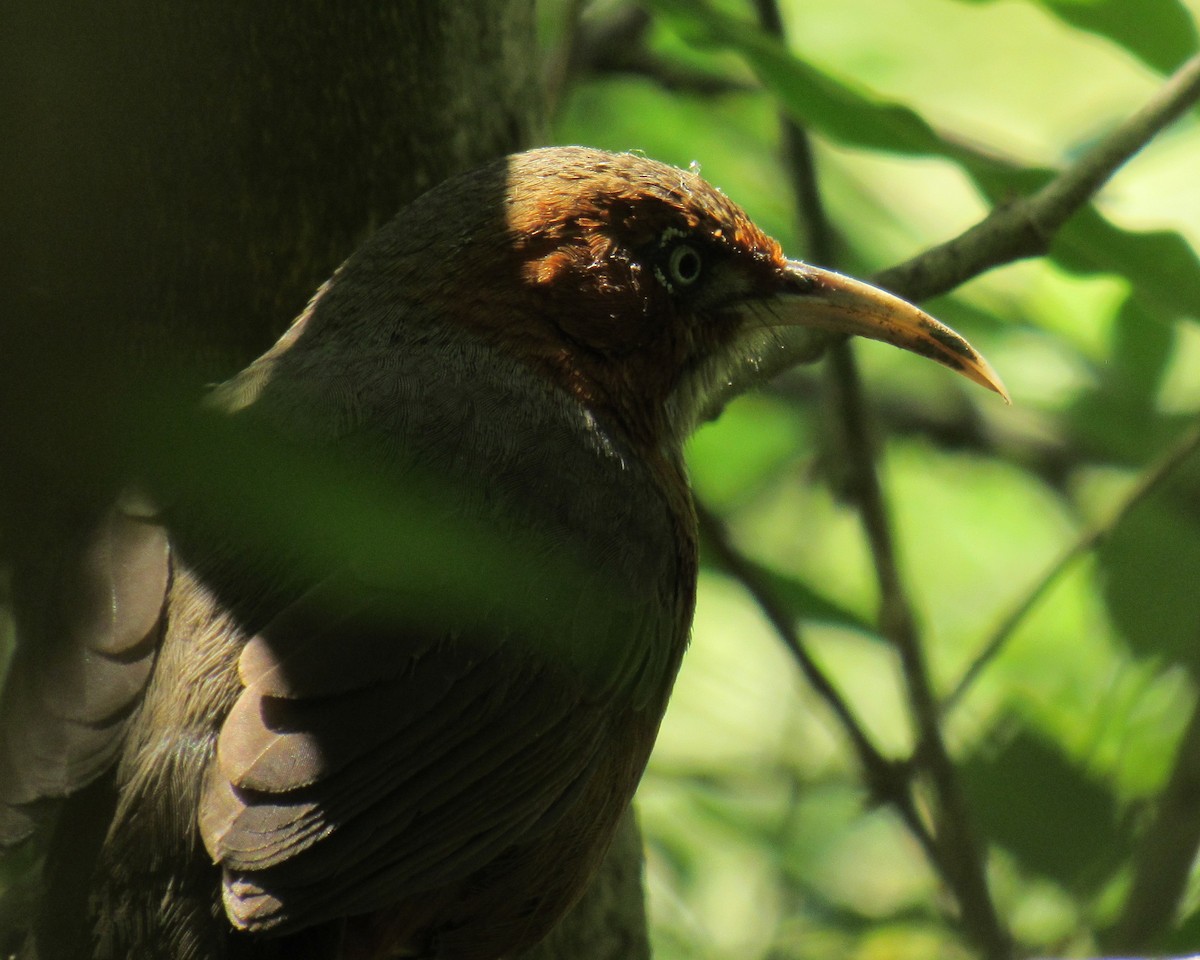 Rusty-cheeked Scimitar-Babbler - ML632532487