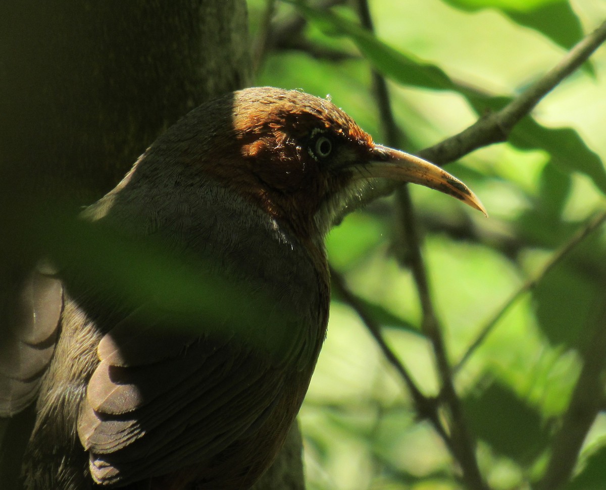Rusty-cheeked Scimitar-Babbler - ML632532488