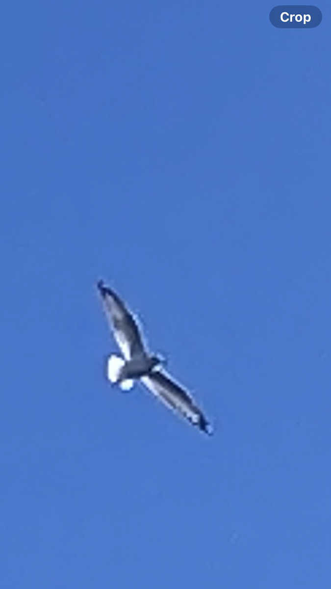 Mouette argentée - ML632532605