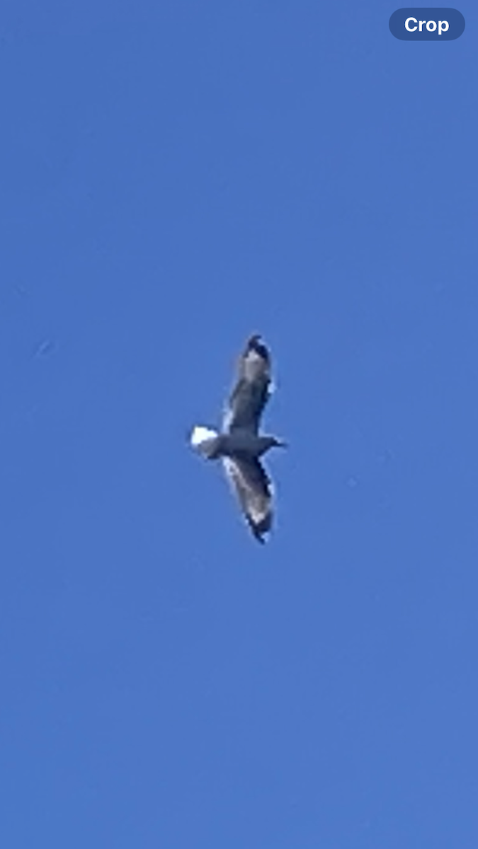 Mouette argentée - ML632532606
