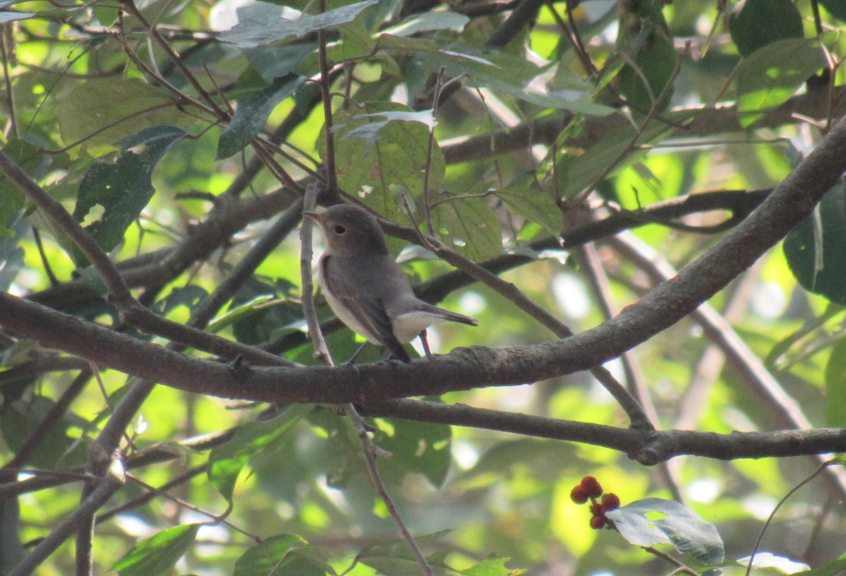 Taiga Flycatcher - ML632532633