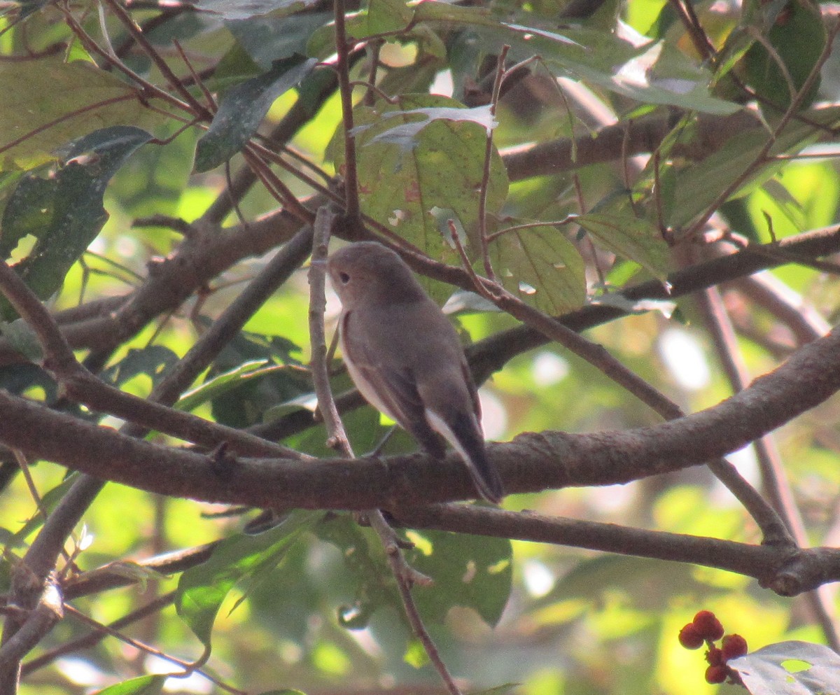 Taiga Flycatcher - ML632532634