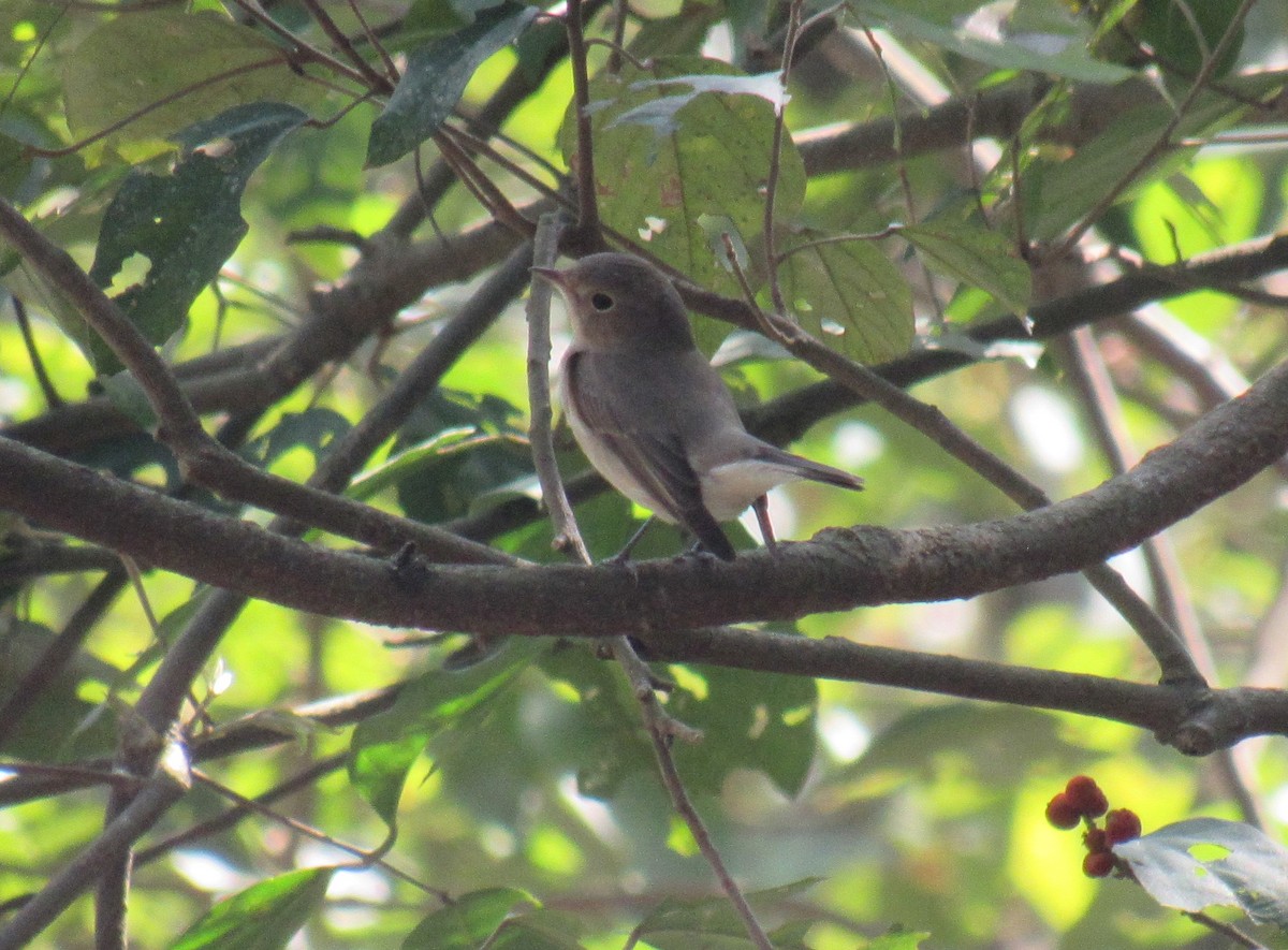 Taiga Flycatcher - ML632532635