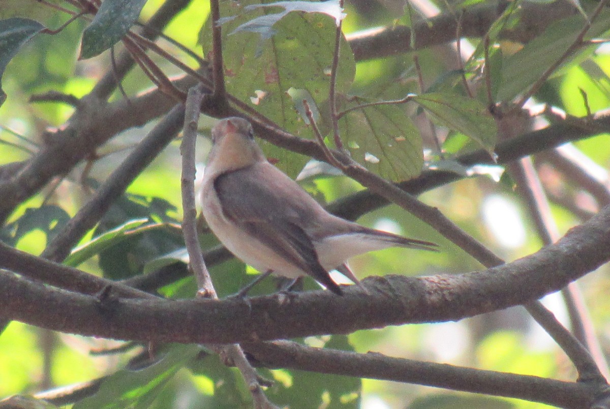 Taiga Flycatcher - ML632532636