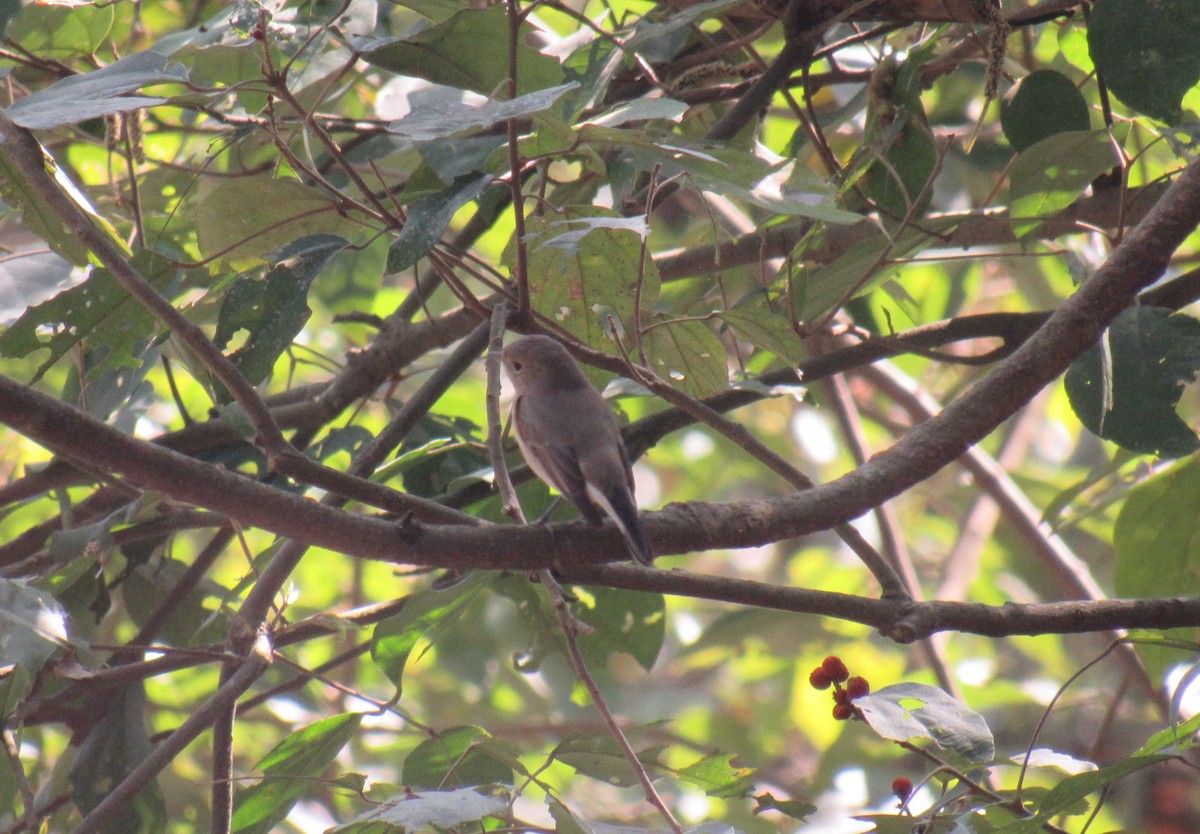 Taiga Flycatcher - ML632532637