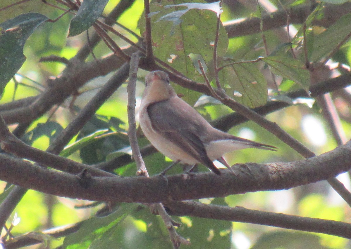 Taiga Flycatcher - ML632532638