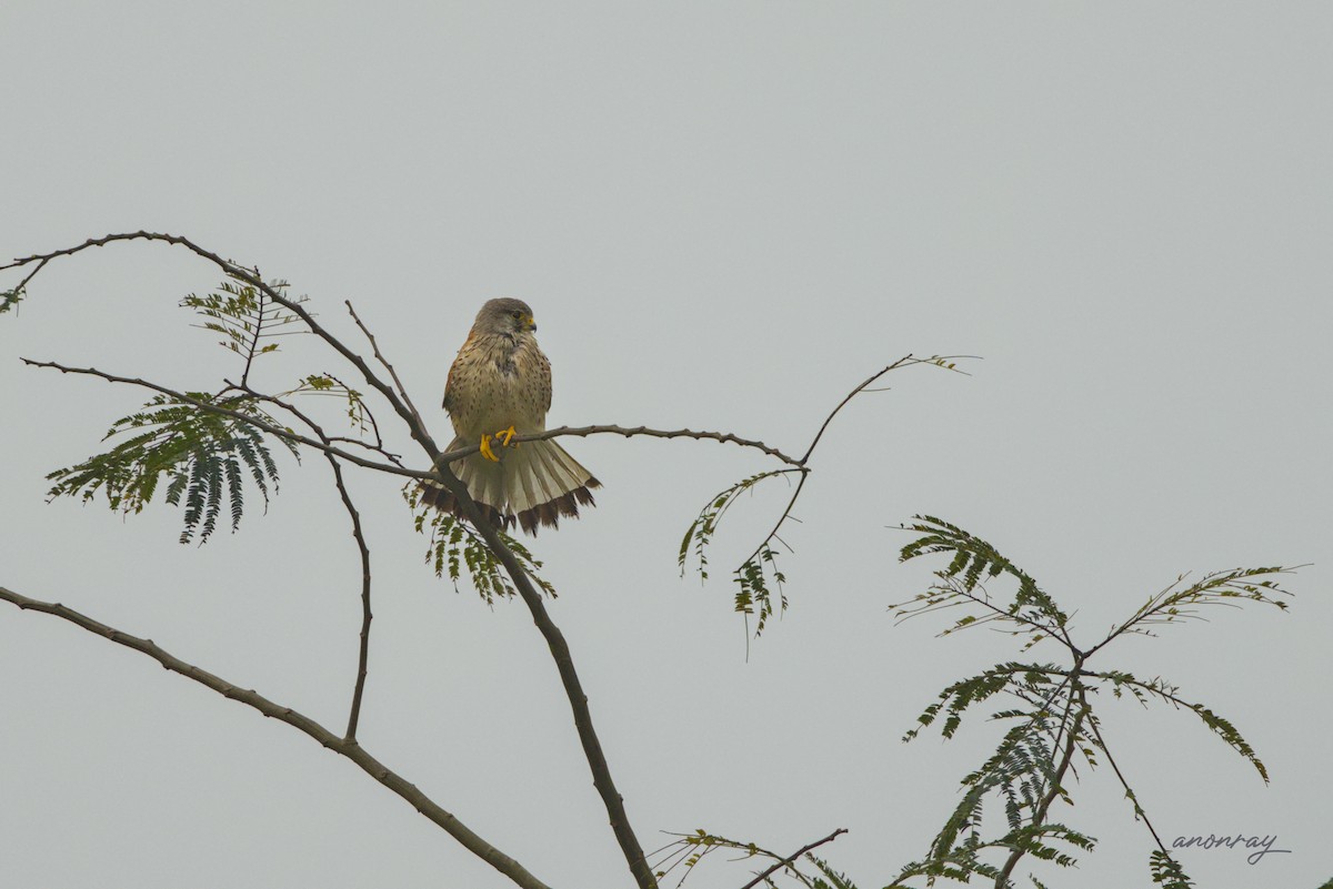 Kerkenez - ML632532662