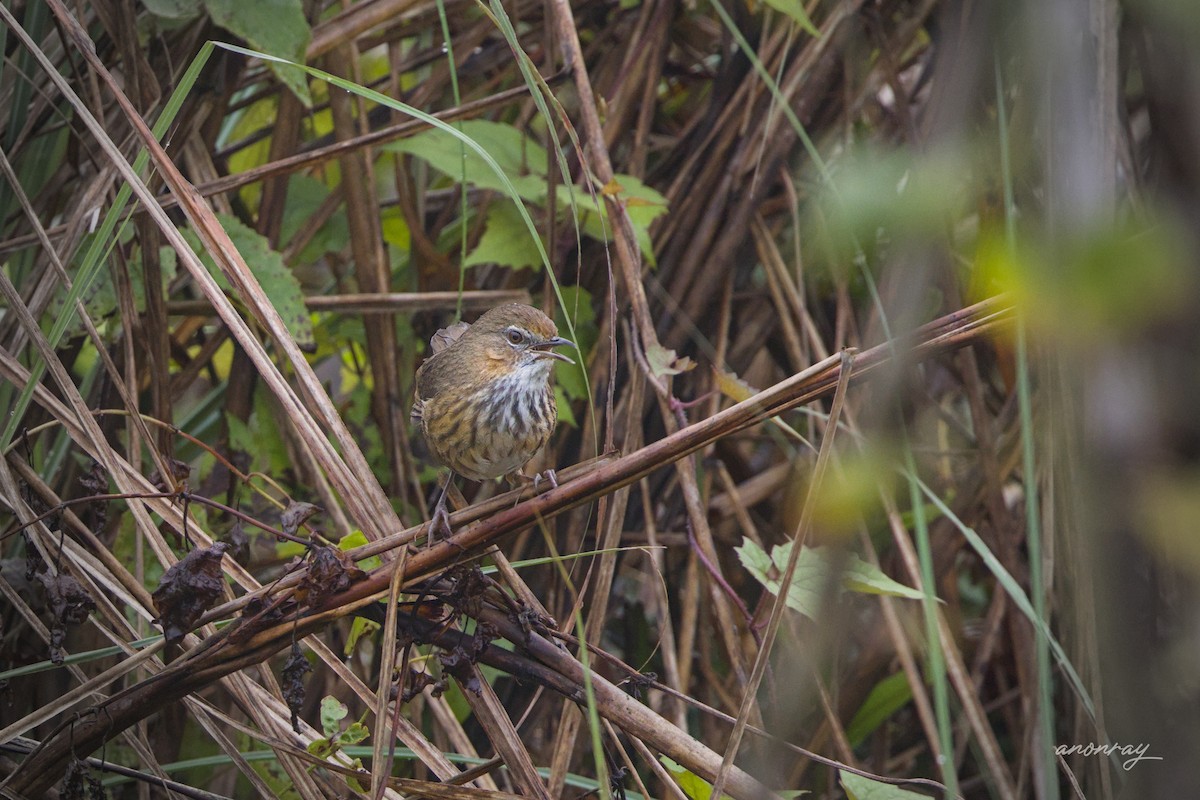 Marsh Babbler - ML632532668