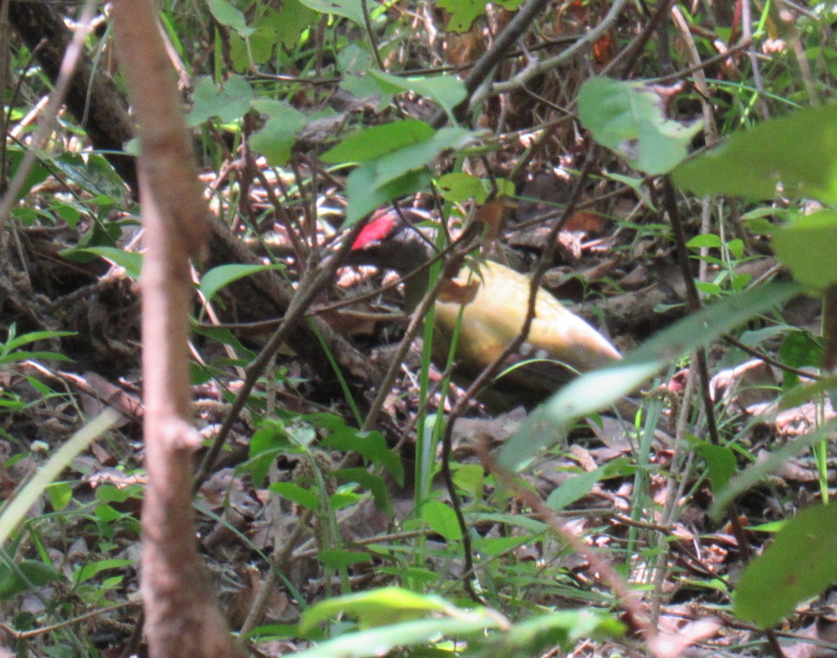 Gray-headed Woodpecker - ML632532692
