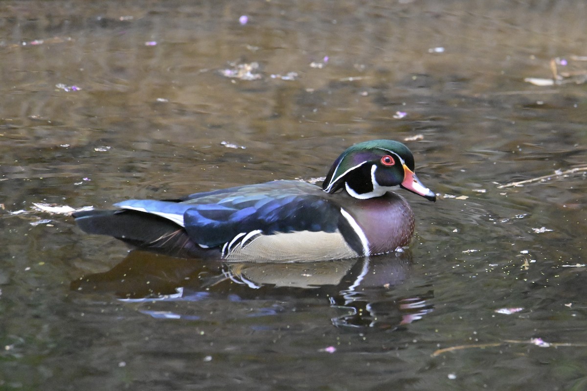 Wood Duck - ML632532722
