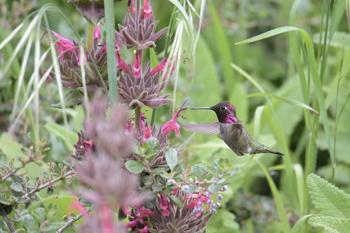 Anna's Hummingbird - ML632532726