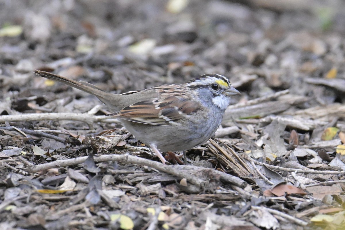White-throated Sparrow - ML632532732