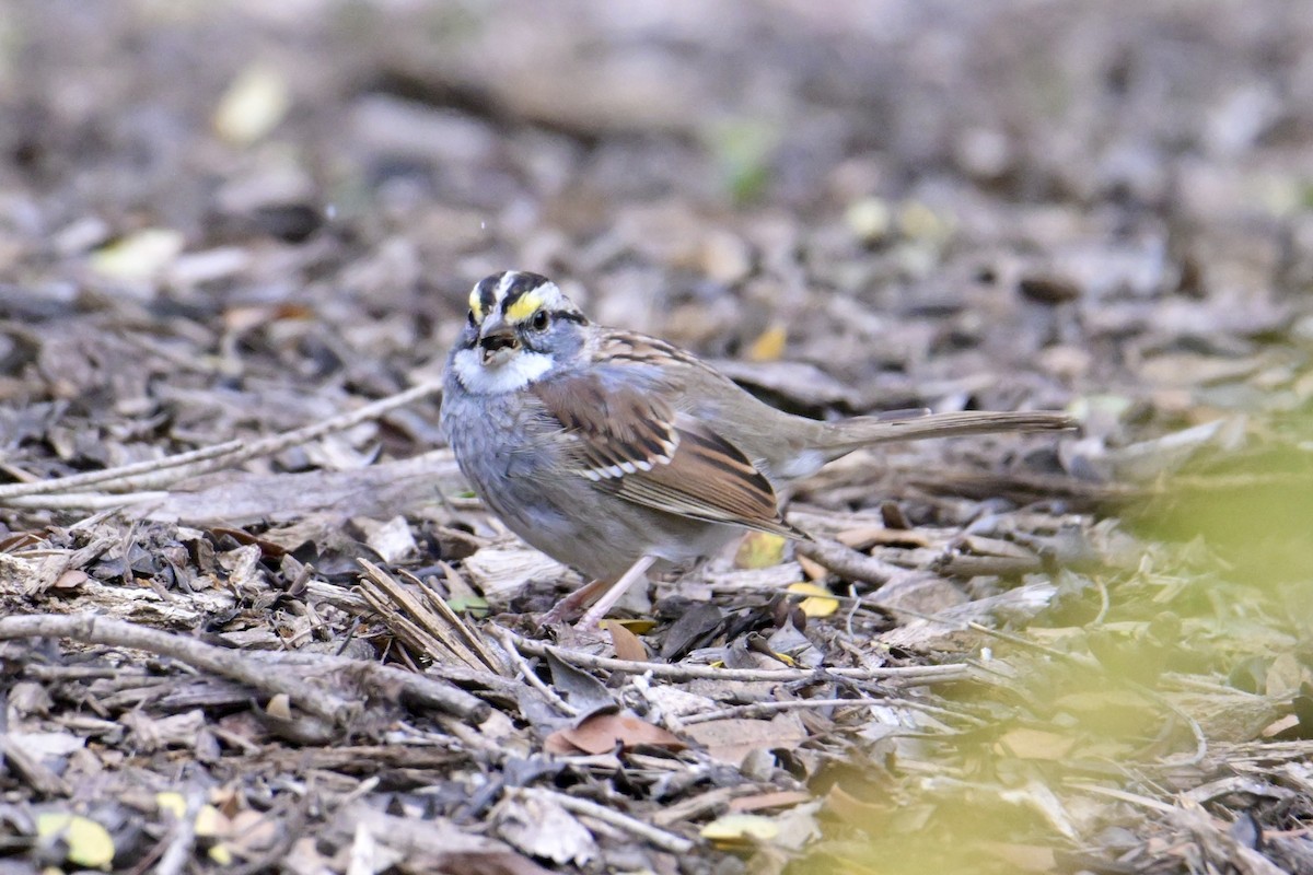 White-throated Sparrow - ML632532733