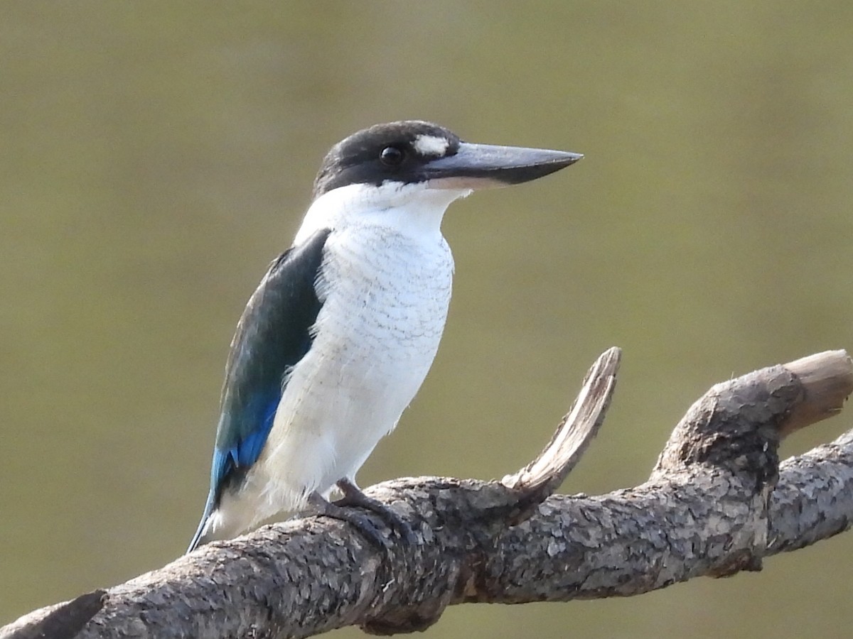 Torresian Kingfisher - ML632532857