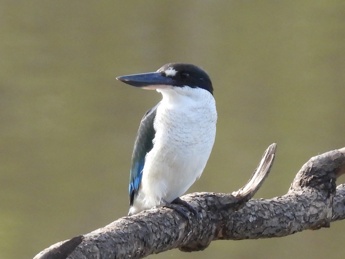 Torresian Kingfisher - ML632532858
