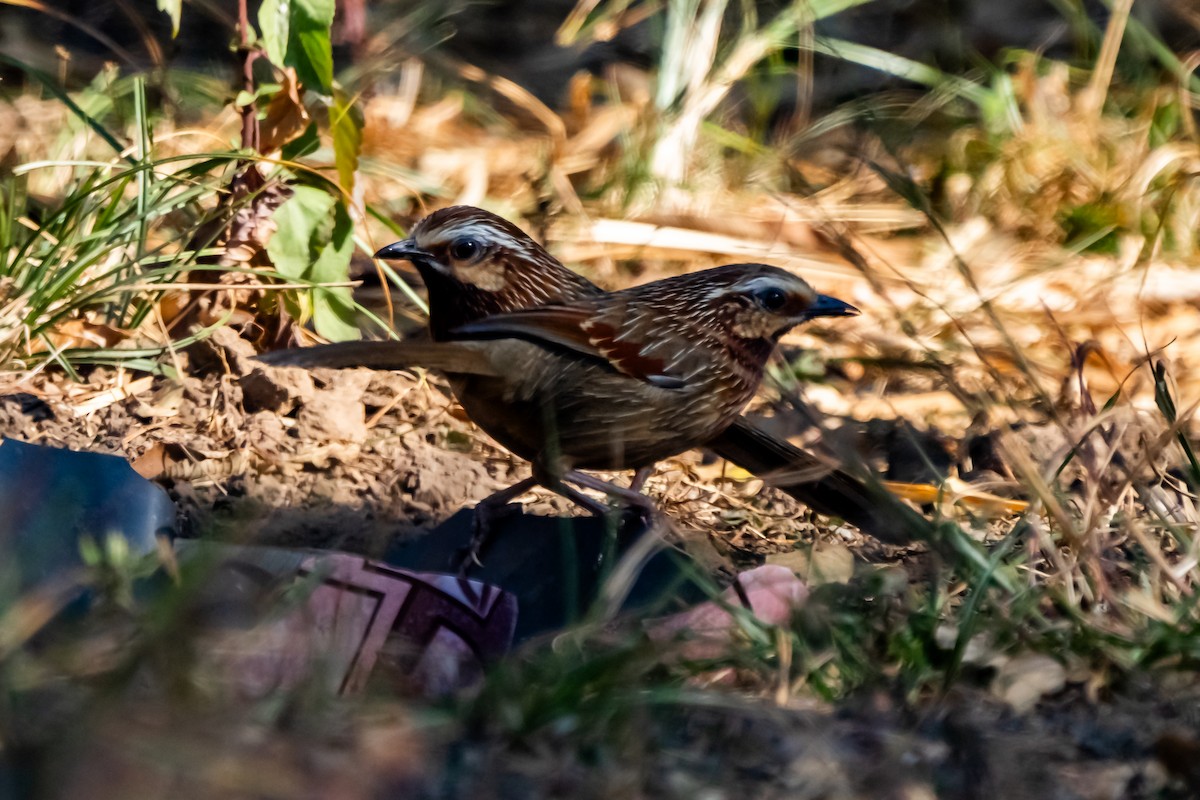 Striped Laughingthrush - ML632532935