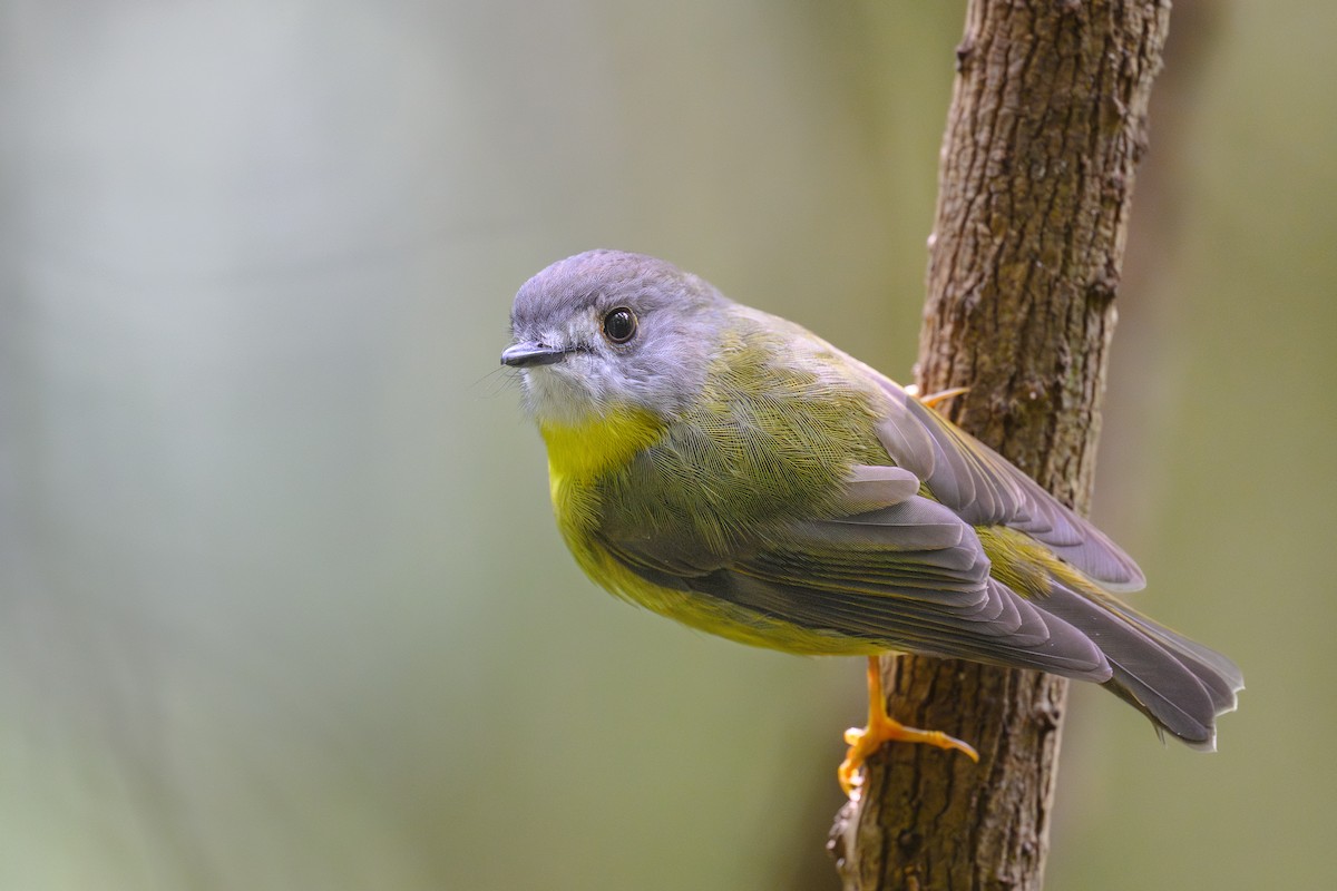 Pale-yellow Robin - ML632533017