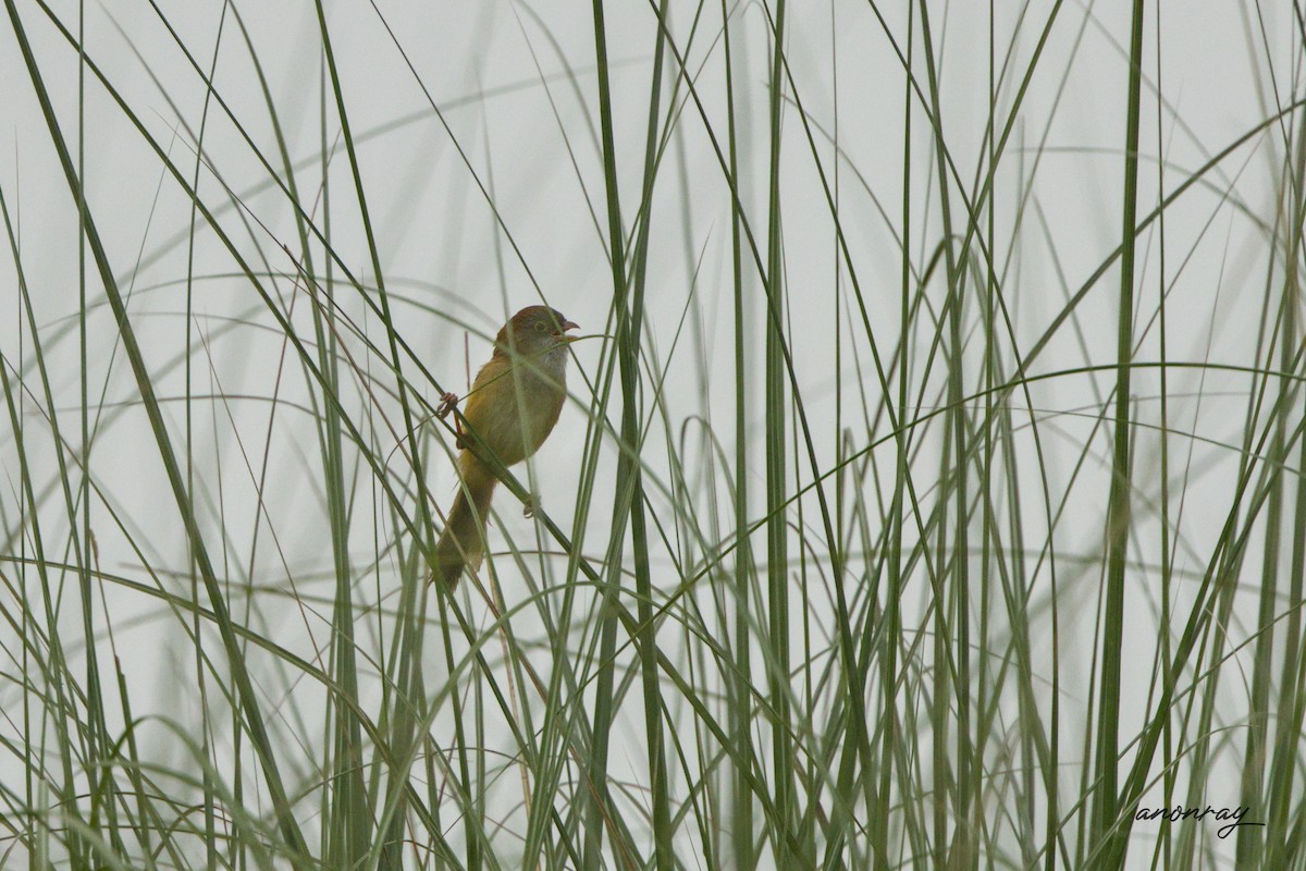 Jerdon Fulvettası - ML632533075