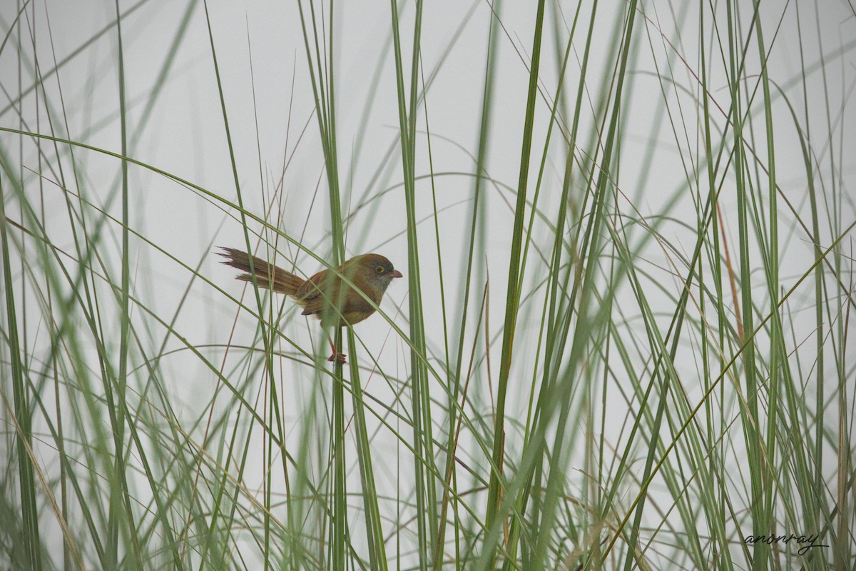 Jerdon Fulvettası - ML632533076