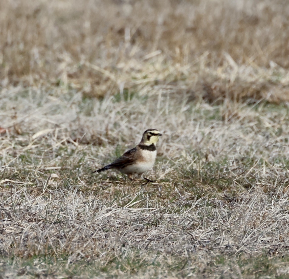 Horned Lark - ML632533124