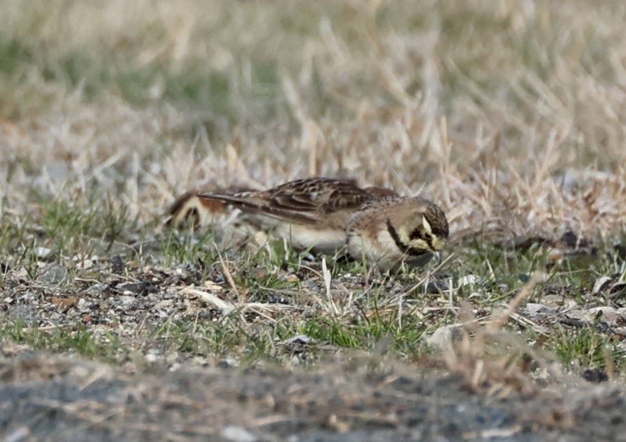Horned Lark - ML632533134