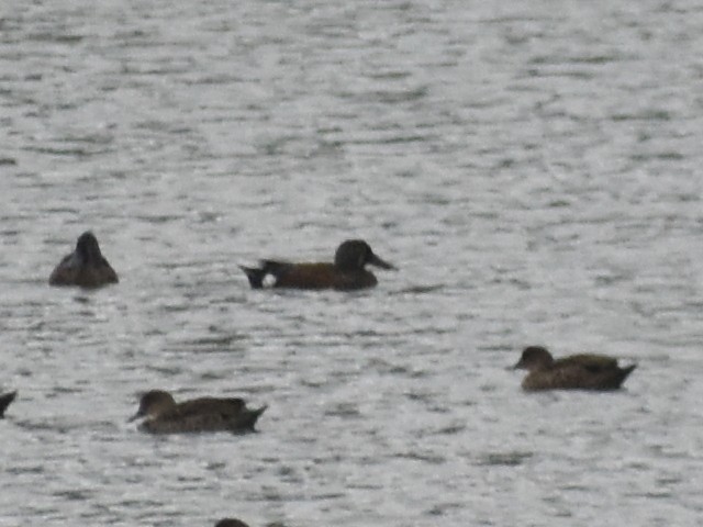 Australasian Shoveler - ML632533379