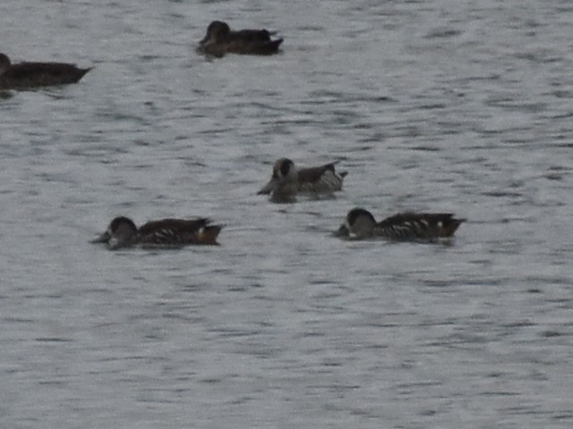 Pink-eared Duck - ML632533384