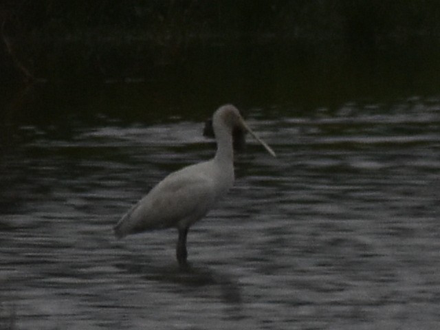 Yellow-billed Spoonbill - ML632533396