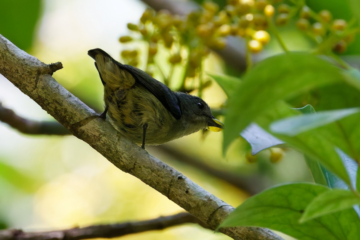 Cambodian Flowerpecker - ML632533717