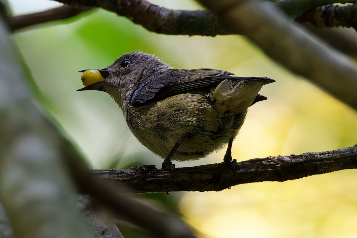 Cambodian Flowerpecker - ML632533731