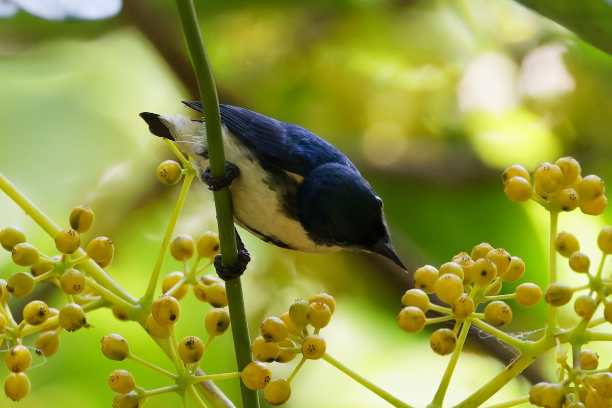 Cambodian Flowerpecker - ML632533753