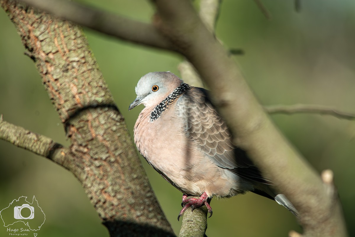 Spotted Dove - ML632533754