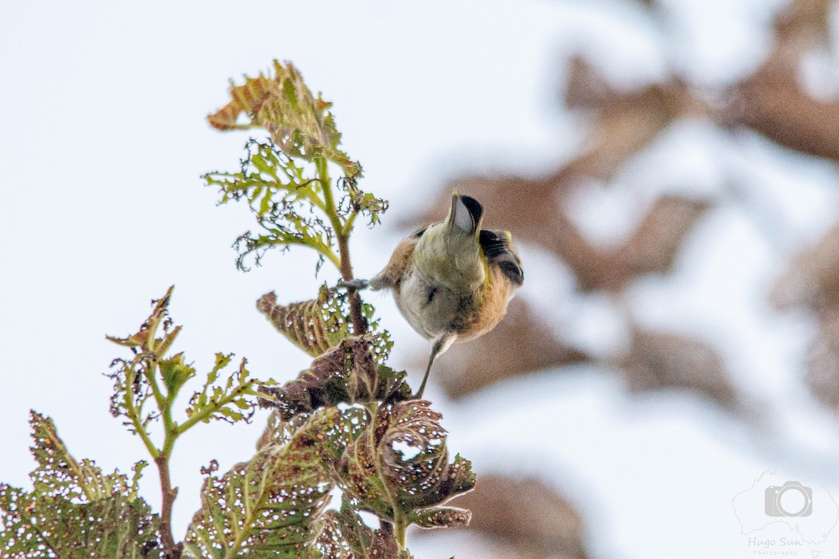 Silvereye - ML632533756