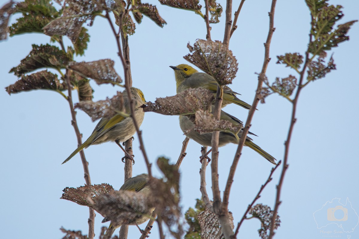 White-plumed Honeyeater - ML632533759