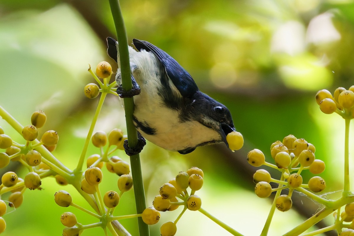 Cambodian Flowerpecker - ML632533761