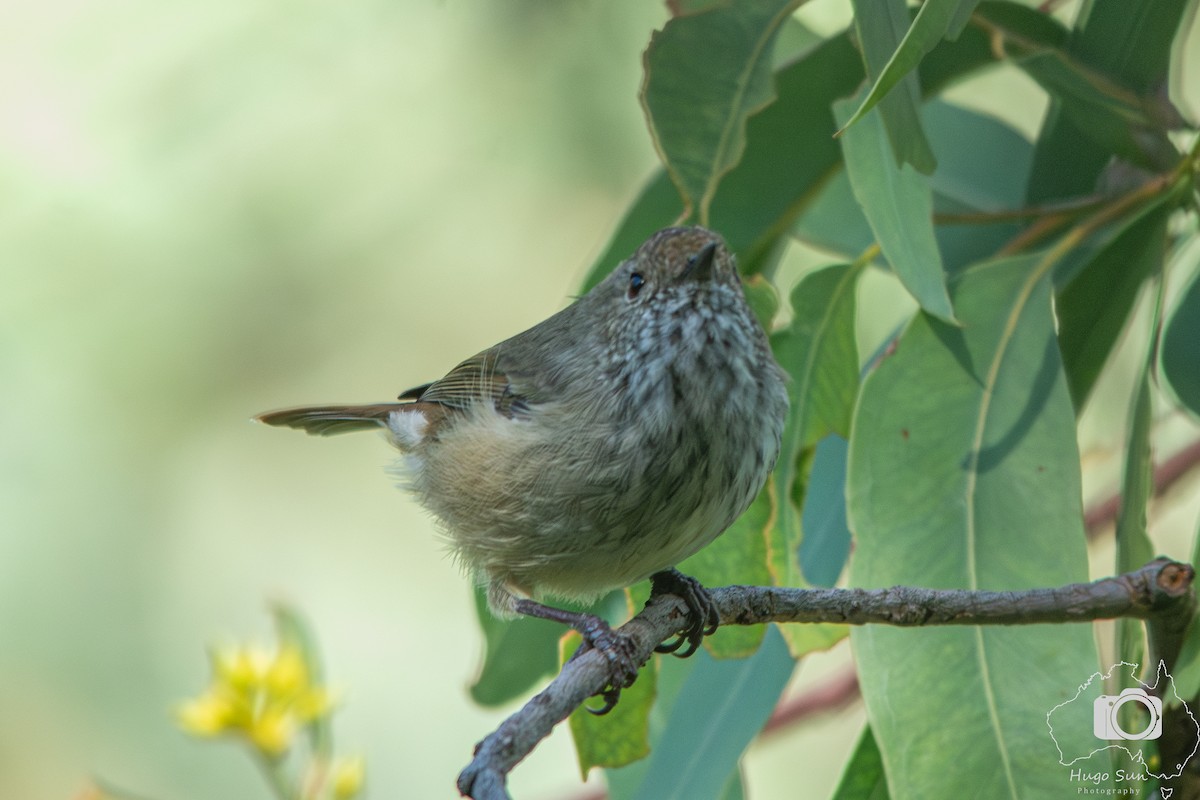 Brown Thornbill - ML632533762