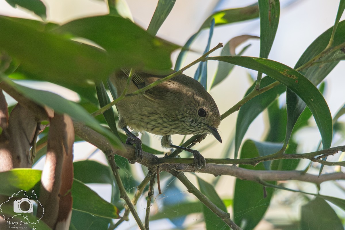 Brown Thornbill - ML632533763