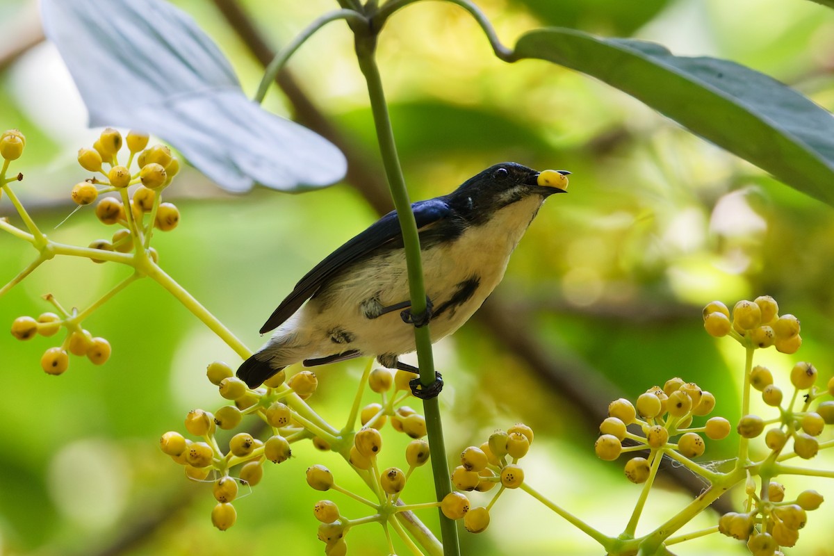 Cambodian Flowerpecker - ML632533768
