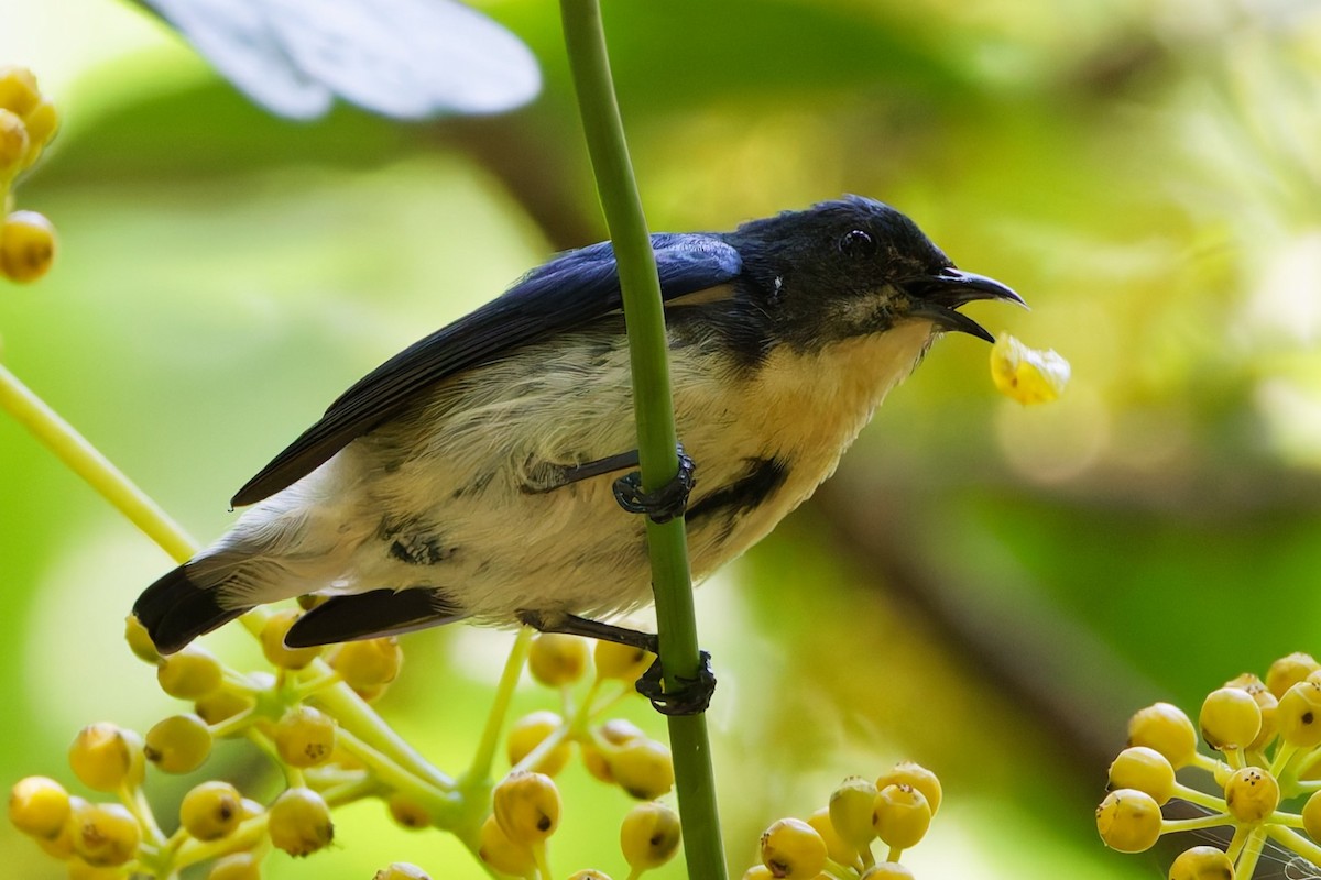 Cambodian Flowerpecker - ML632533773